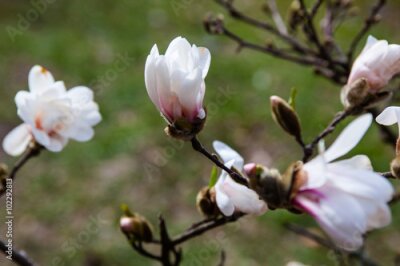 Papier peint  Magnolias en fleurs