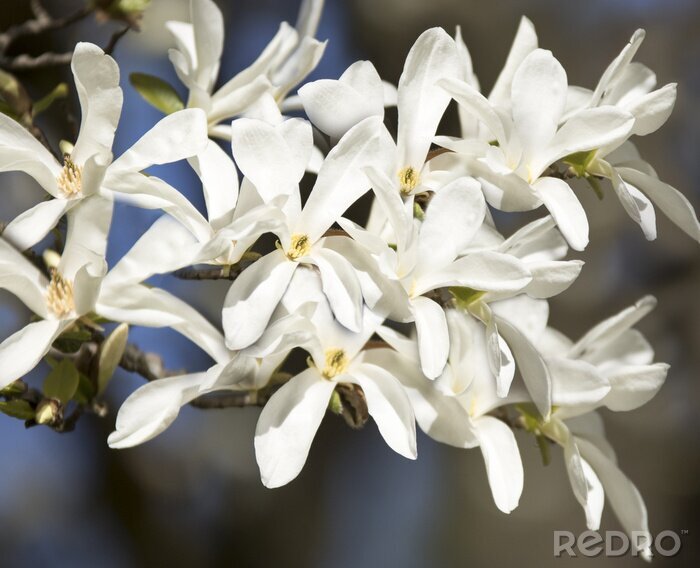 Papier peint  Magnolias en fleurs blancs