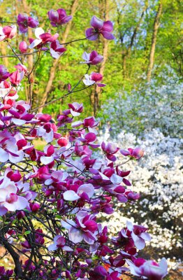 Papier peint  Magnolias en fleurs dans le jardin