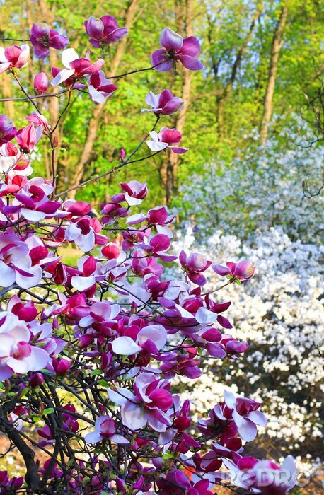 Papier peint  Magnolias en fleurs dans le jardin
