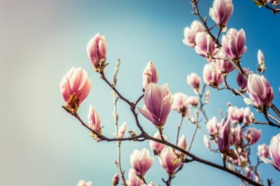Papier peint  Magnolias en fleurs sur le ciel
