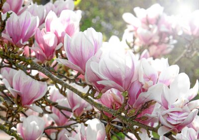 Magnolias en fleurs sur les branches