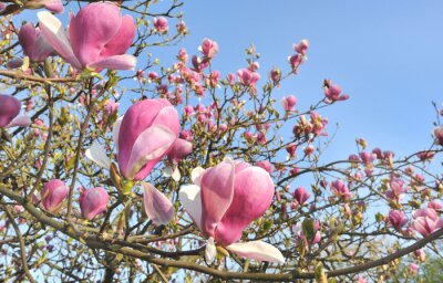 Papier peint  Magnolias fleurs dans le jardin