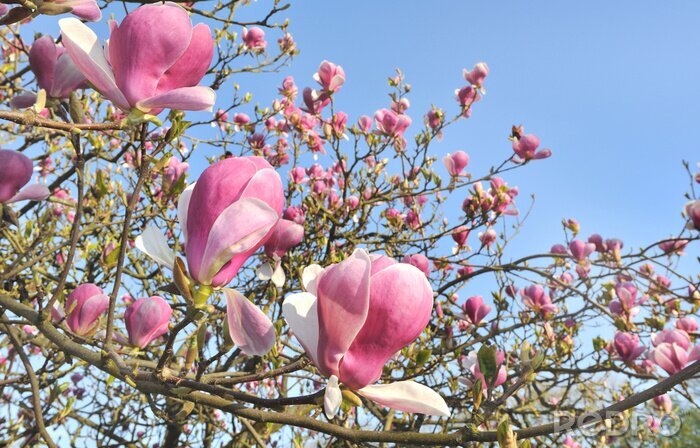 Papier peint  Magnolias fleurs dans le jardin