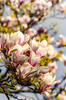 Papier peint  Magnolias journée ensoleillée