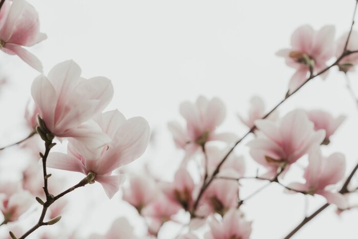 Papier peint  Magnolias plante