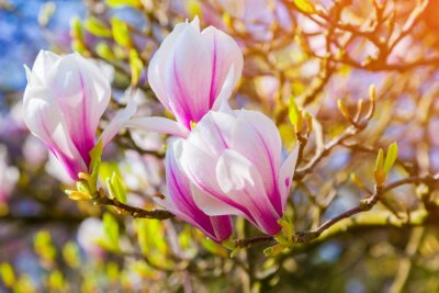 Papier peint  Magnolias roses au soleil