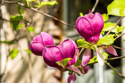 Magnolias roses dans le jardin