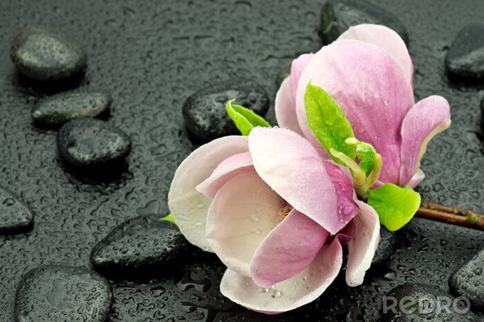 Papier peint  Magnolias roses, pierres et gouttes d'eau