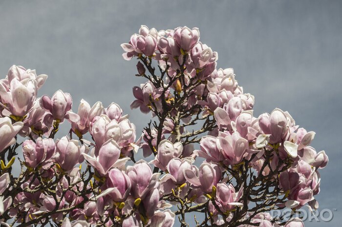 Papier peint  Magnolias roses sur fond gris