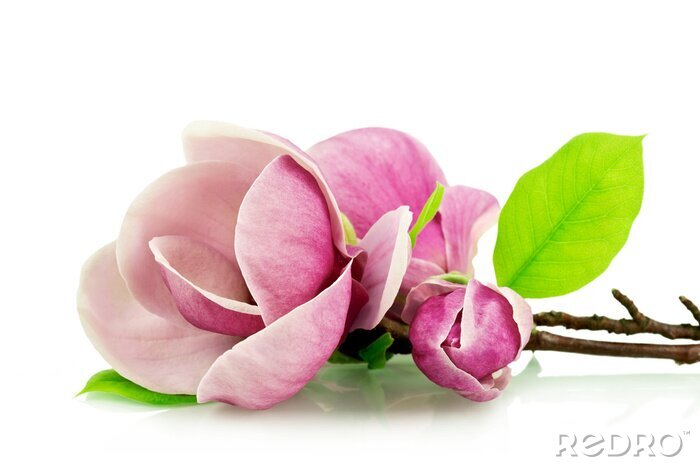 Papier peint  Magnolias roses sur un fond blanc