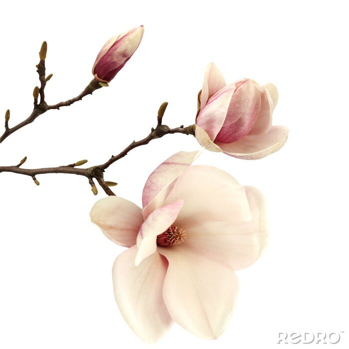 Papier peint  Magnolias saumon sur fond blanc