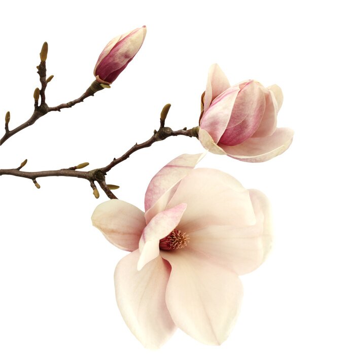 Papier peint  Magnolias saumon sur fond blanc