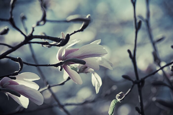 Papier peint  Magnolias sous les nuages