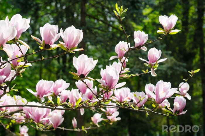 Papier peint  Magnolias subtils sur l'arbre