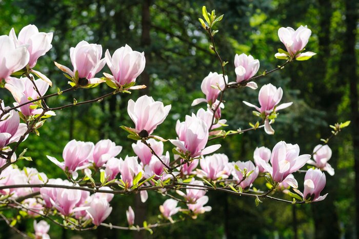 Papier peint  Magnolias subtils sur l'arbre