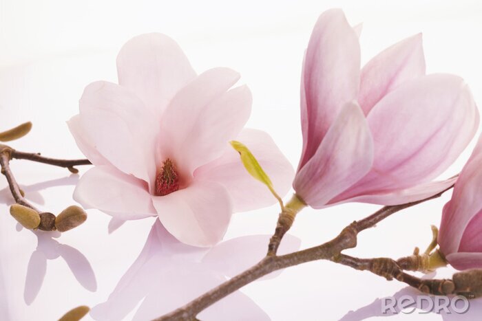 Papier peint  Magnolias subtils sur une brindille