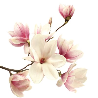 Magnolias sur fond blanc