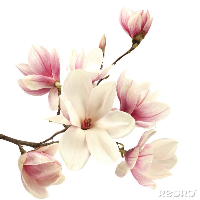 Papier peint  Magnolias sur fond blanc