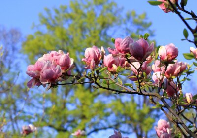 Magnolias sur fond d'arbres