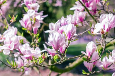 Magnolias sur fond de la nature