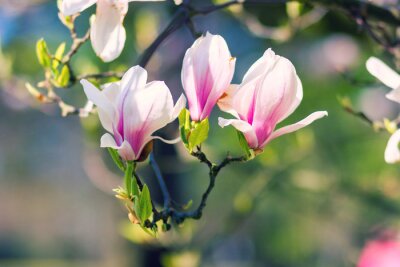 Papier peint  Magnolias sur fond flou