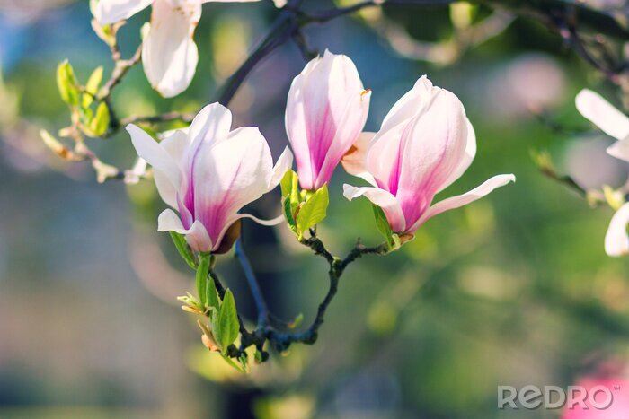 Papier peint  Magnolias sur fond flou