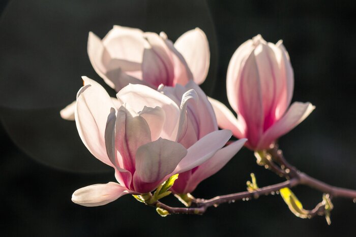 Papier peint  Magnolias sur fond foncé