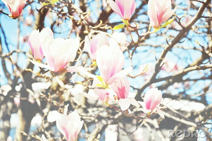 Papier peint  Magnolias sur les brindilles au soleil