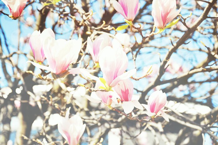 Papier peint  Magnolias sur les brindilles au soleil