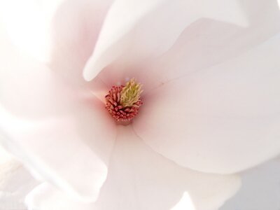 magnolie intérieur