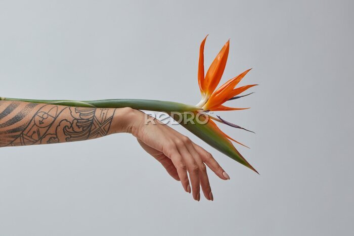 Papier peint  Main d'une femme avec une strelitzia de fleurs exotiques sur fond gris avec espace de copie. Carte