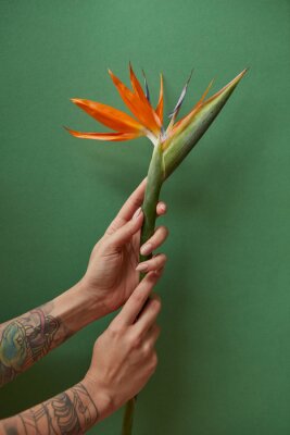 Papier peint  Mains féminines tenant un petit bouquet de strelitzia sur fond vert