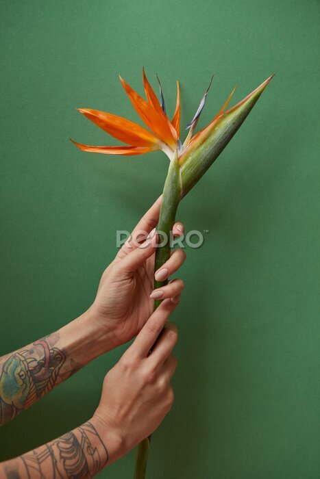 Papier peint  Mains féminines tenant un petit bouquet de strelitzia sur fond vert