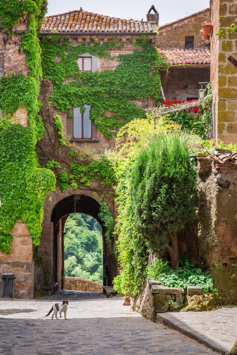 Papier peint  Maison couverte de lierre