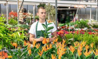 Papier peint  Male worker changes arrangement of pots with Strelitzia and improves appearance flowers