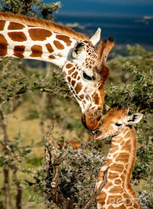 Papier peint  Maman girafe et petits