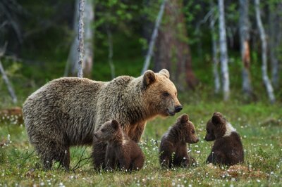 Papier peint  Maman ours avec ses enfants