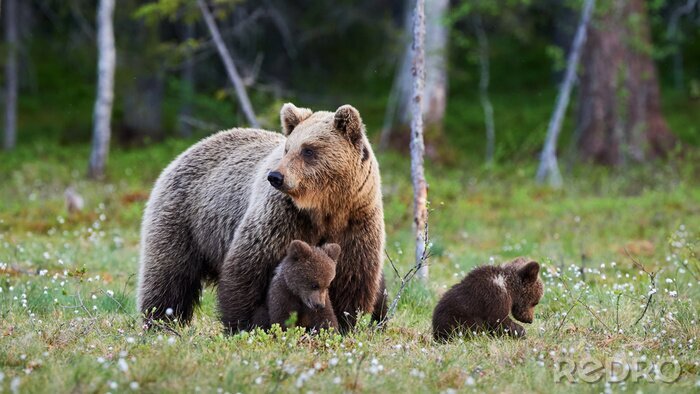 Papier peint  Maman ours et ses trois petits chiots