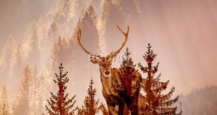 Papier peint  Mammifère sauvage avec une forêt en arrière-plan