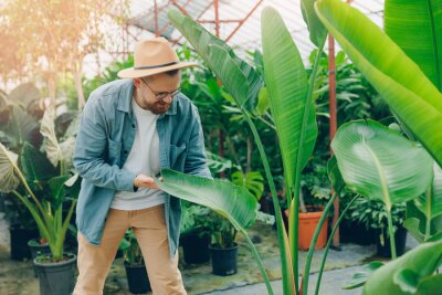 Papier peint  Man gardener in hat works in greenhouse. Farmer checks flowers strelitzia leaves for pests
