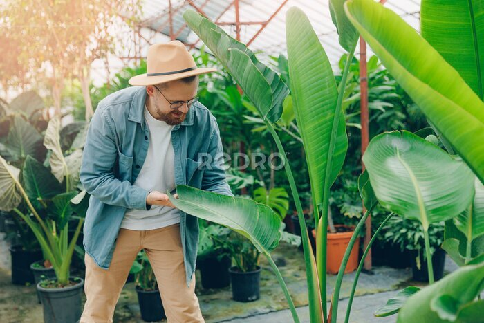 Papier peint  Man gardener in hat works in greenhouse. Farmer checks flowers strelitzia leaves for pests