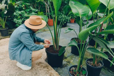 Papier peint  Man gardener in hat works in greenhouse. Farmer checks soil for acidity for flowers strelitzia