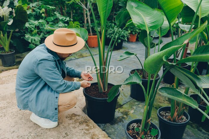 Papier peint  Man gardener in hat works in greenhouse. Farmer checks soil for acidity for flowers strelitzia