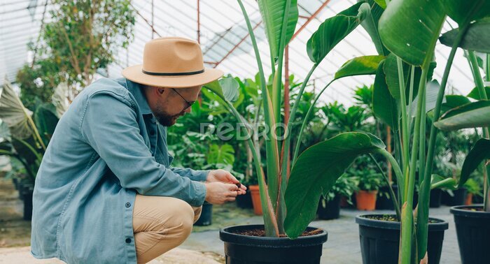 Papier peint  Man gardener in hat works in greenhouse. Farmer checks soil for acidity for flowers strelitzia