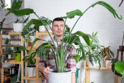 Papier peint  Man plant breeder hold in hand home plants Strelitzia in pot from her collection at home on the shelves. Search for pests, care, watering, fertilizers. Home crop production