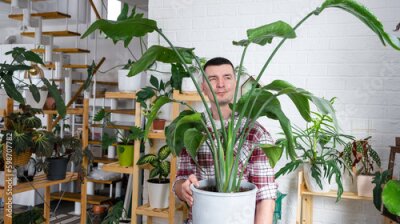 Papier peint  Man plant breeder hold in hand home plants Strelitzia in pot from her collection at home on the shelves. Search for pests, care, watering, fertilizers. Home crop production