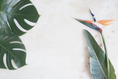 Papier peint  Marble background and tropical flowers. Mockup template with top view. Strelitzia flowers and monstera leaves on marble floor.