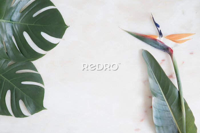 Papier peint  Marble background and tropical flowers. Mockup template with top view. Strelitzia flowers and monstera leaves on marble floor.