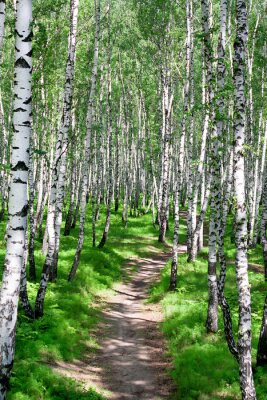 Papier peint  Marche à travers le bosquet de bouleaux